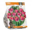 Baltus Tulipa Crispa Sunset Miami tulpen bloembollen per 5 stuks